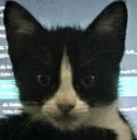 😾