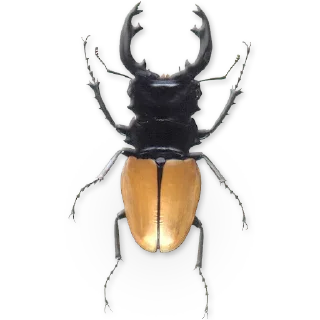 🐞