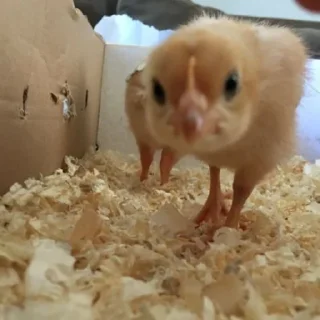 🤩
