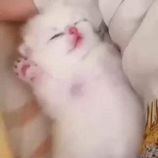 🐱