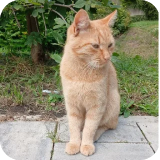 🐱