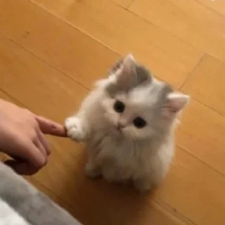 🐱