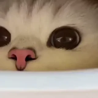 🐽