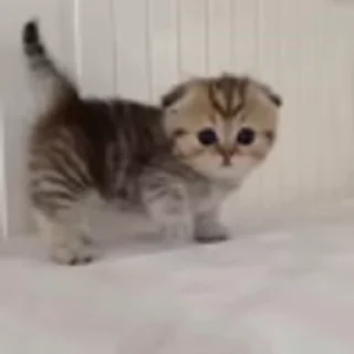 🐈‍⬛