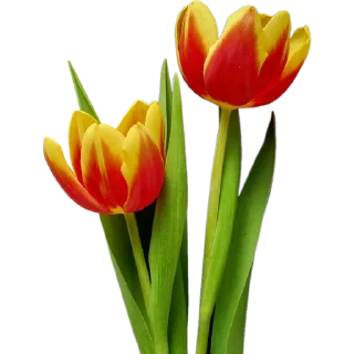 💐