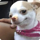 Animals?