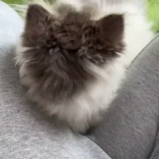 🥺