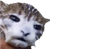 🥛