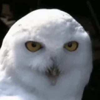 🦉