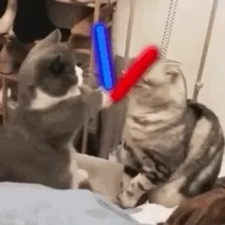 🐱