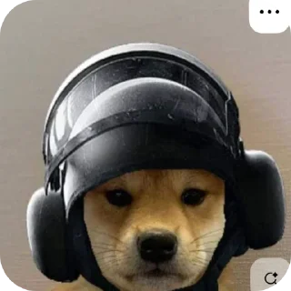 🐶