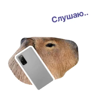 📲