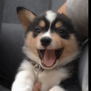🐶