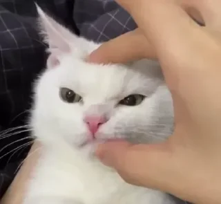 😺