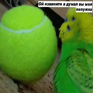 🦜