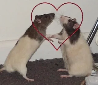 🐀