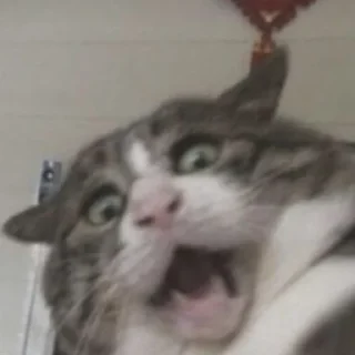 🐈