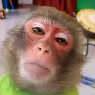 🐵