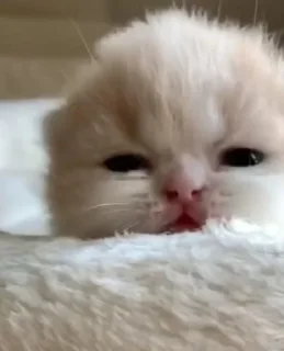 😺