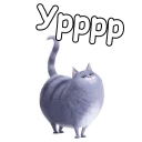 🐱