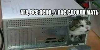 😸