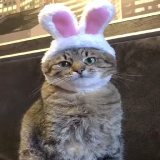 🐰