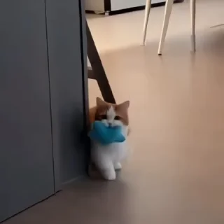 🐈‍⬛️