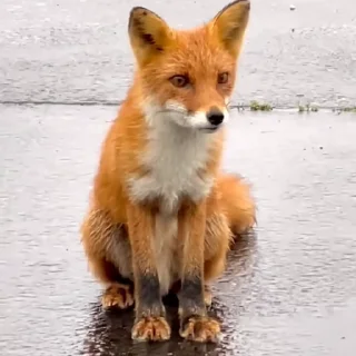 🤩