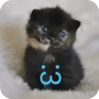 🐱