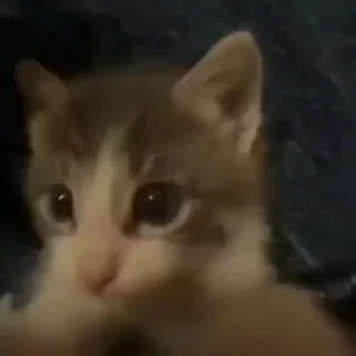 😽