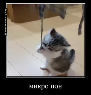 🐱