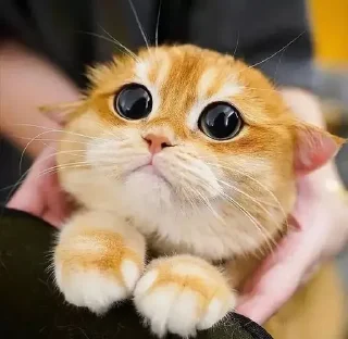 🥺