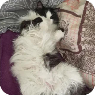 🐱