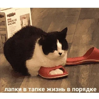 😺