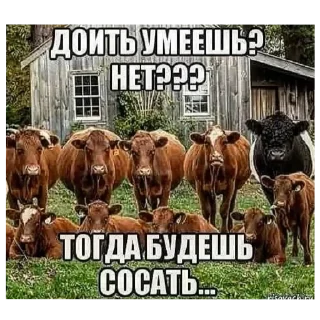 🐄