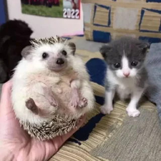 🐱
