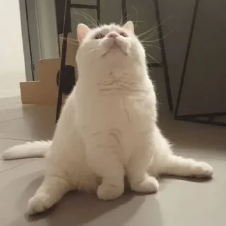 🐈