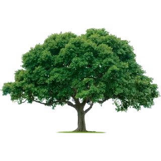 🌳