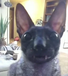🦇
