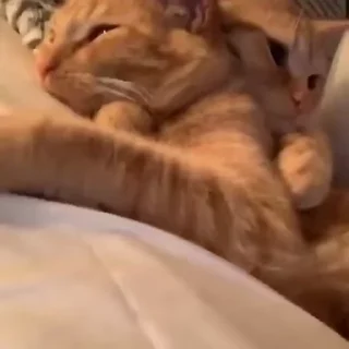 🐾