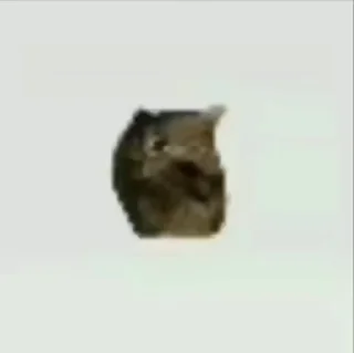 🐈