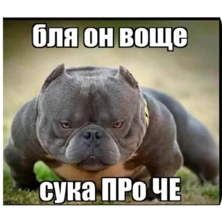🐶