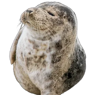 🦭