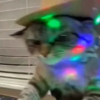 🐈