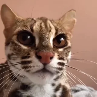 🤩