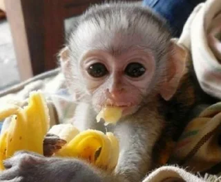 🍌