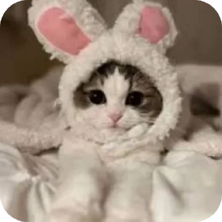 🐱