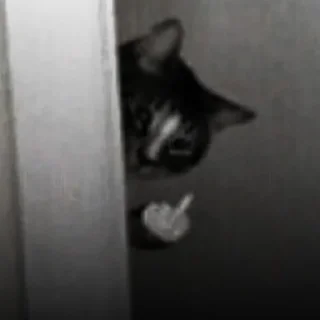🐈‍⬛
