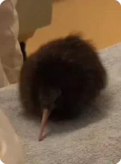 🥝