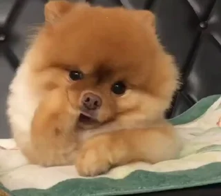 🤩